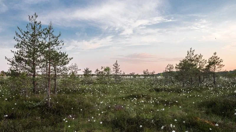 Depressió: símptomes, causes i tractament psicològic